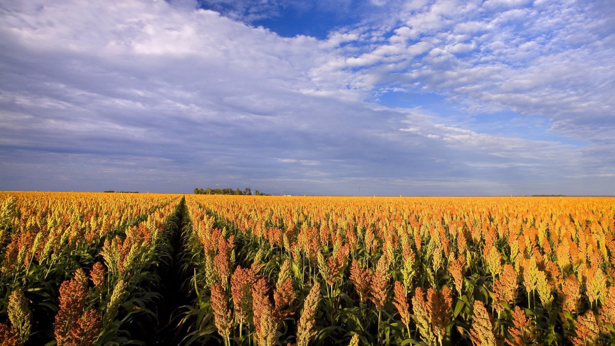 Is Cecil Plains, QLD a good place to live?