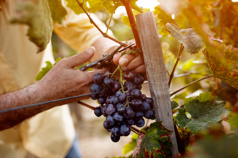 Best Towns to Live in Adelaide Hills