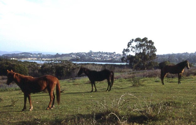 Eden - one of NSW's beast beach towns to live